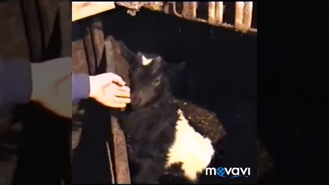 "ДОМАШНЕЕ ФЕРМЕРСТВО" - ПОЧЕМУ ТАКОЕ НАЗВАНИЕ?