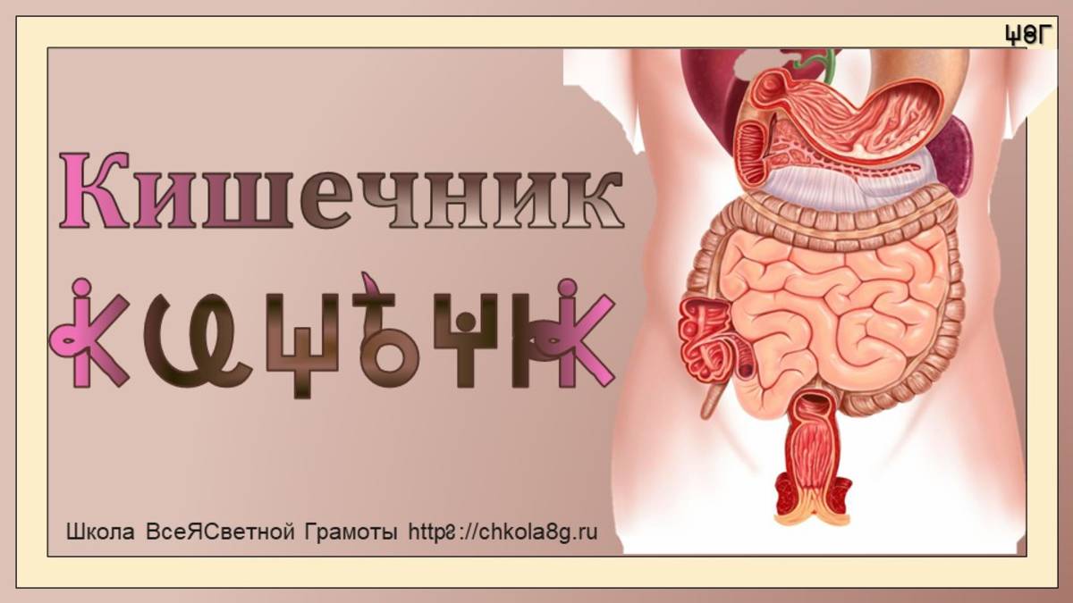 Кишечник. ВсеЯСветная Грамота