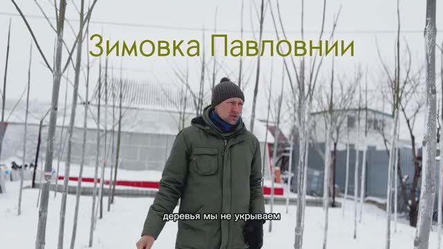 Зимовка дерева Павловния