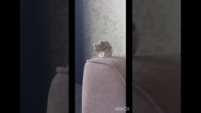 я путешественник 🐿