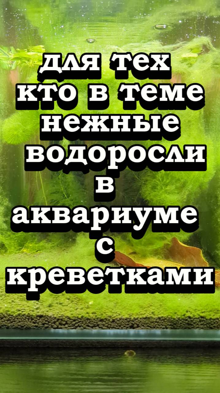 для тех кто в теме нежные водоросли в аквариуме с креветками