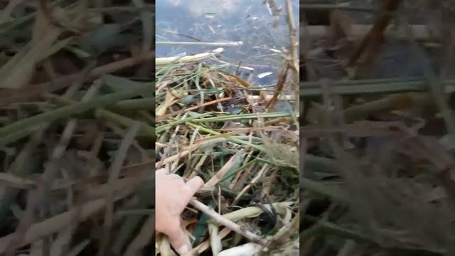 Чистим ставок)))