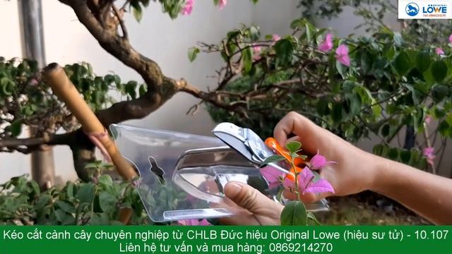 Cách người dân Phú Diễn phòng chống ruồi vàng cho cây bưởi diễn và kéo Original Lowe 10.107