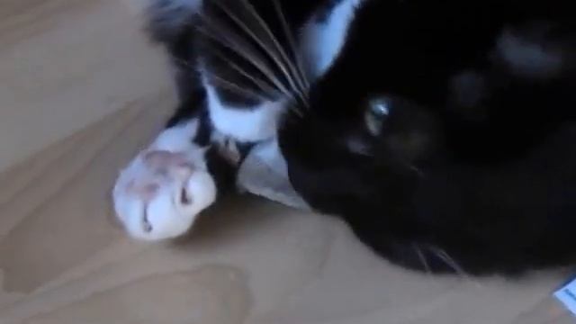 чай для котов "озверин"