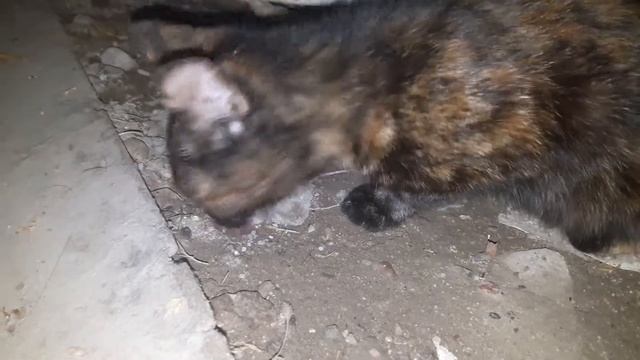 Кошка съела мышку