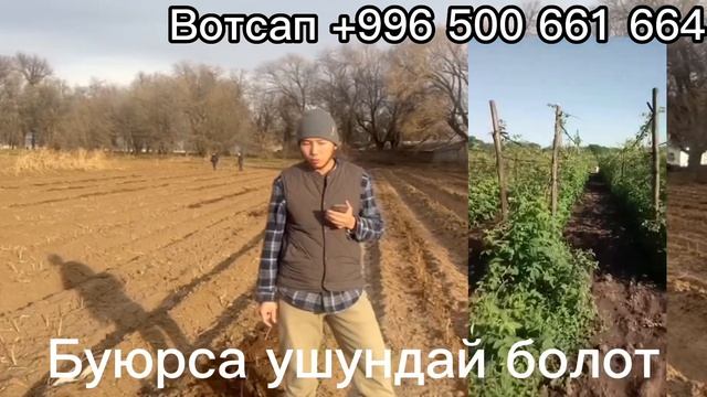 Малина — эң кирешелүү бизнестин бир түрүнөн буюрса…