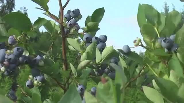 Голубика и органическое земледелие.