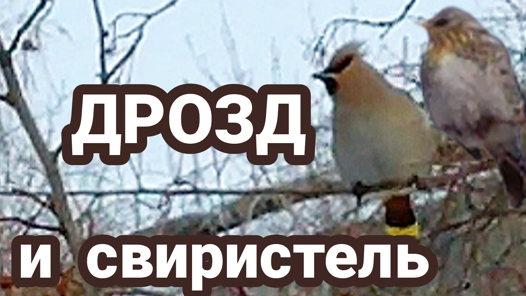 Свиристель и дрозд весной