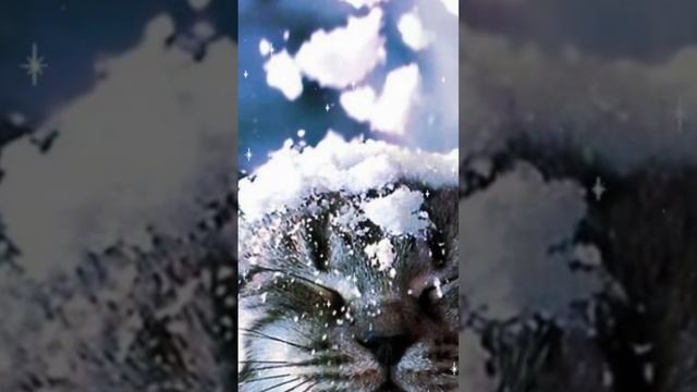 ВИА "Виктория Три" - Вероника