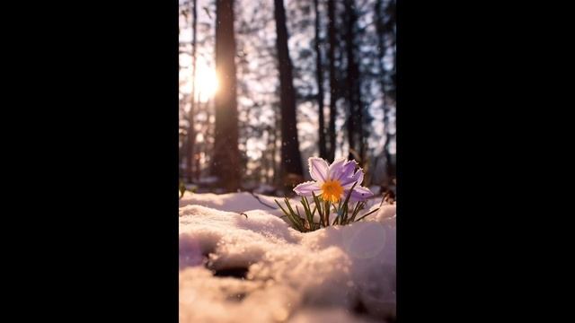 Статья/теория «Честного миллиарда» аудио-версия| ЗА НОВЫЙ МИР 🌿
