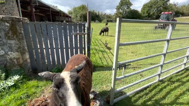 A sad day for me, I've to put down my 2 oldest ewes before cold weather