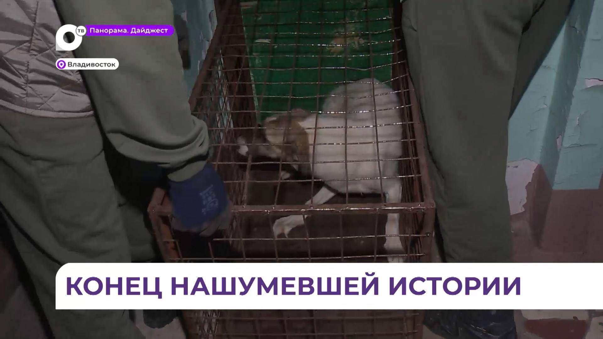 Точка поставлена: пять собак освобождены во Владивостоке из квартиры без хозяев