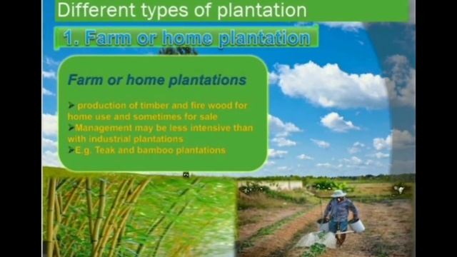 Tree  plantation powerpoint presentation (PPT) 🌳