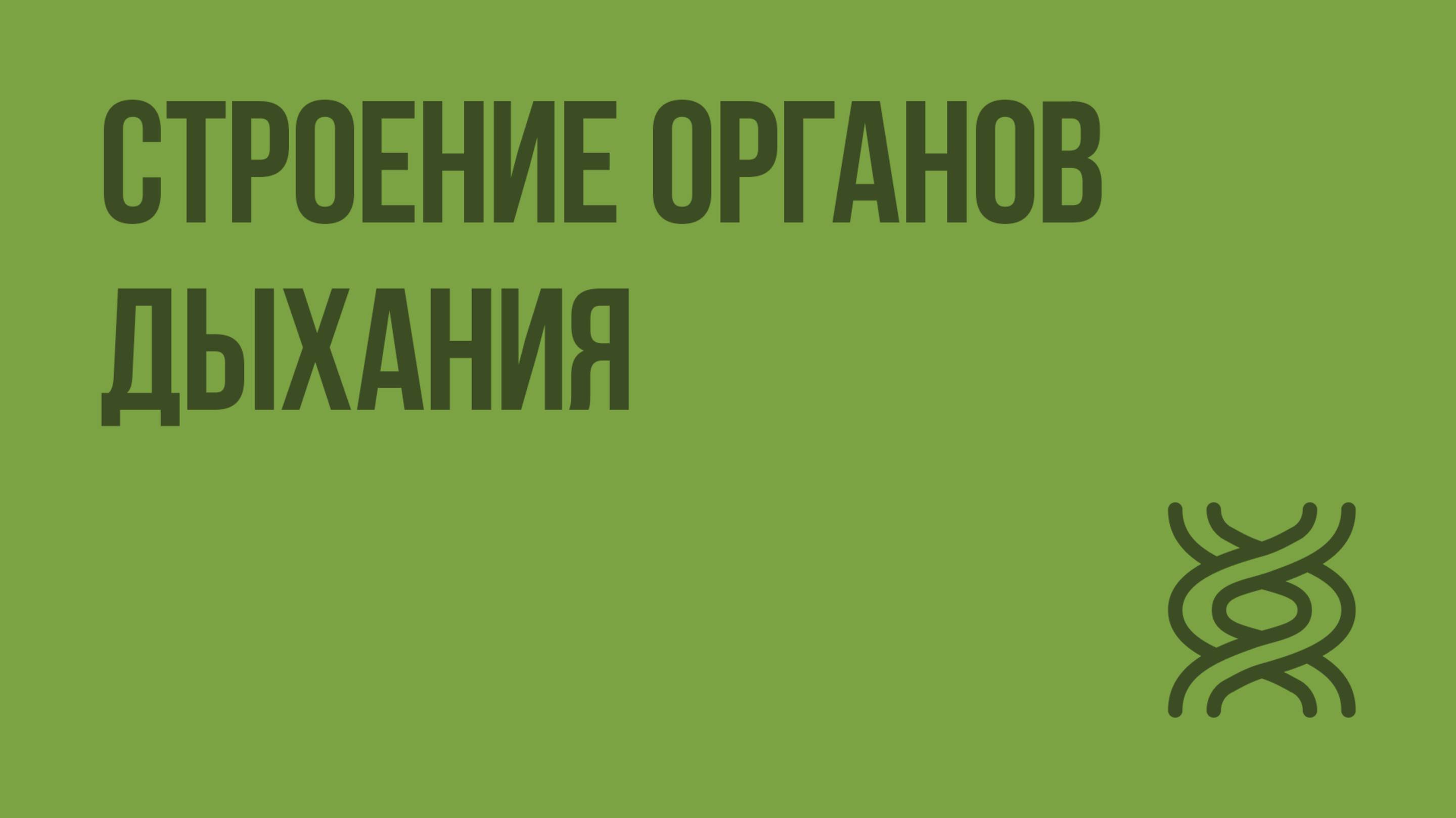 Строение органов дыхания. Видеоурок по биологии 8 класс