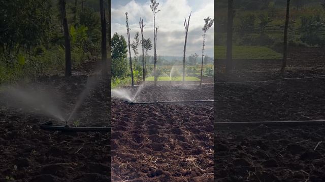 Sprinkler irrigation is the best #100shorts2024 #trending #garden #shorts #youtubeshorts