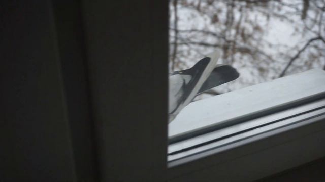 Вот такой красавец к нам прилетел) [Here is such a handsome man flew to us)]