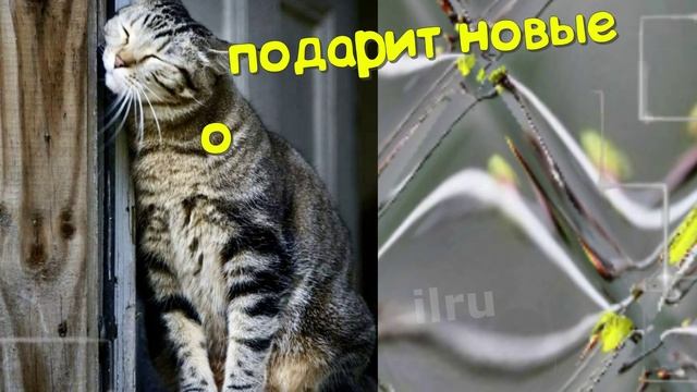 Доброе утро -  Открытки с добрым утром