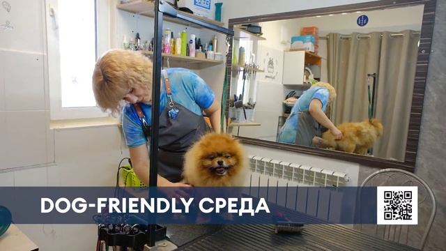 В Нижнекамске создают dog-friendly среду для собак и их владельцев