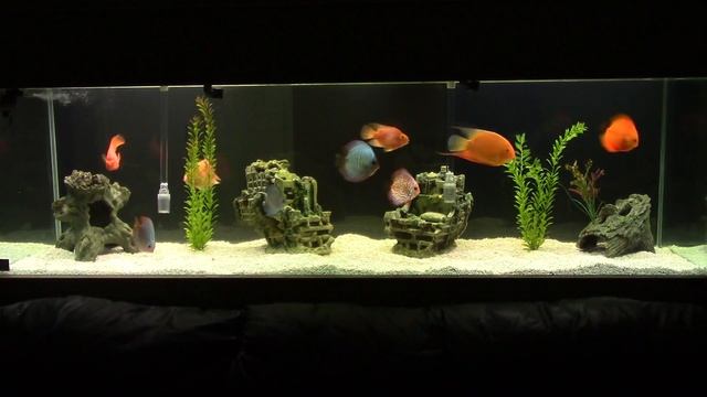 Aquarium light COMPARISON , Marineland, Aqueon, fluorescent & LED