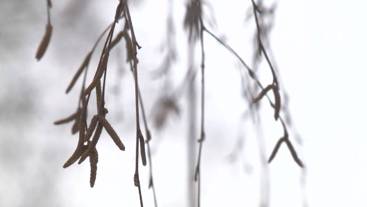 Синоптики рассказали о погоде в Вологодской области