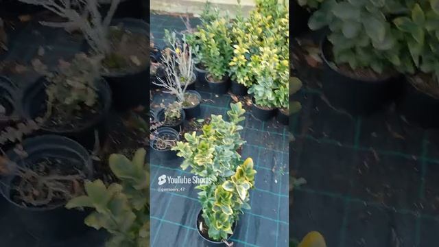 как и когда стоит оброботать бересклет японский что бы он оставался красивый  #сад #дача #garden