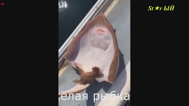 Чудо-юдо рыба скат