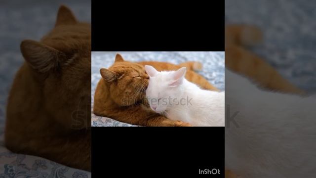 Язык тела кошки♡♡♡