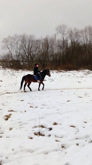 Соня на Аквилоне рысит в поле, весна. #horse #каспер #аквилон #ксккаспер #kskcasper