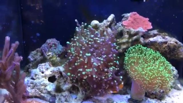 Bio Cube saltwater aquarium
