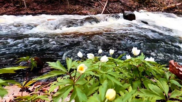 Прогулка весной до реки. Бурный поток обновляет природу. Шум воды и цветы на фоне.