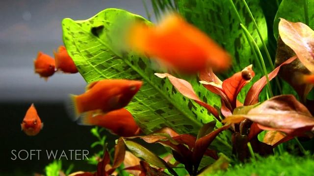 CLASSIC PLANTED AQUARIUM Update | Aquascaping