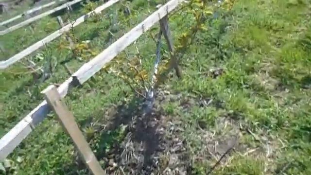 Черешня первое цветение на Алтае! Важен сам сам факт цветения.