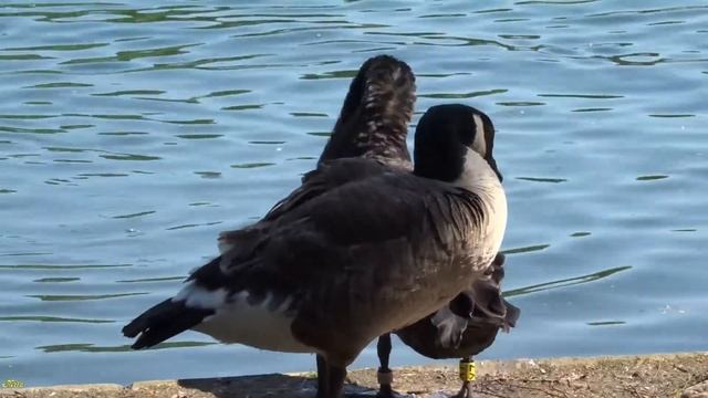 Парки Дюссельдорфа Германия ( Park Düsseldorf Germany) Чистим пёрышки