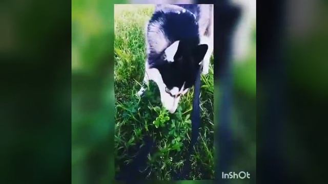 Хаски кушает траву😀Hasky eats the crass