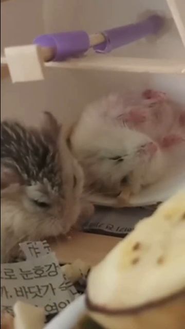 Hamster Funny Home