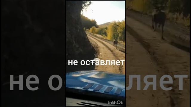 Лось внедорожник!!!!!!!