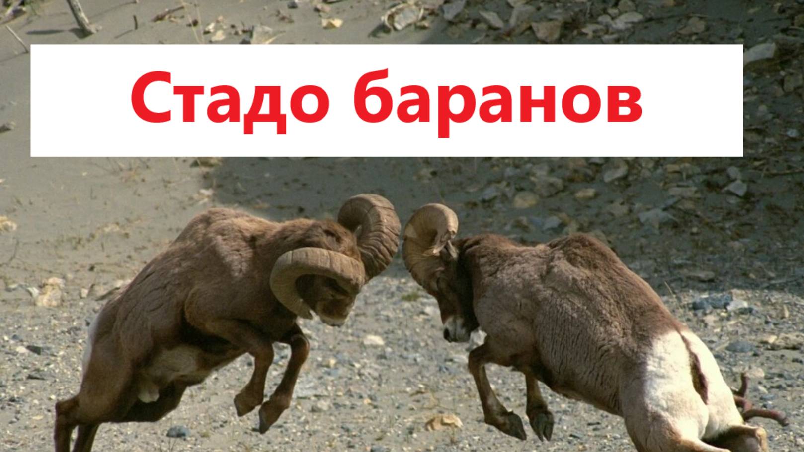 Стадо баранов или стая волков
