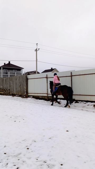 Василиса на Аквилоне рысит на плацу в полевой посадке, весна. #horse #аквилон #ксккаспер #kskcasper