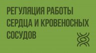Регуляция работы сердца и кровеносных сосудов. Видеоурок по биологии 8 класс