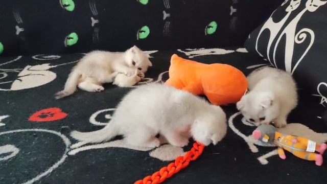 Котята Снежки, рождены 20.01.2025 г..mp4