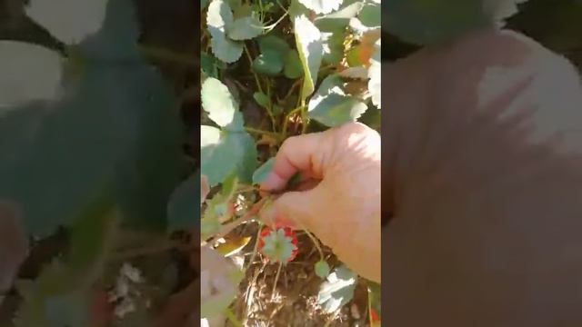 Посейте ☘️ сидераты на 🍓 клубнике для получения богатого урожая!