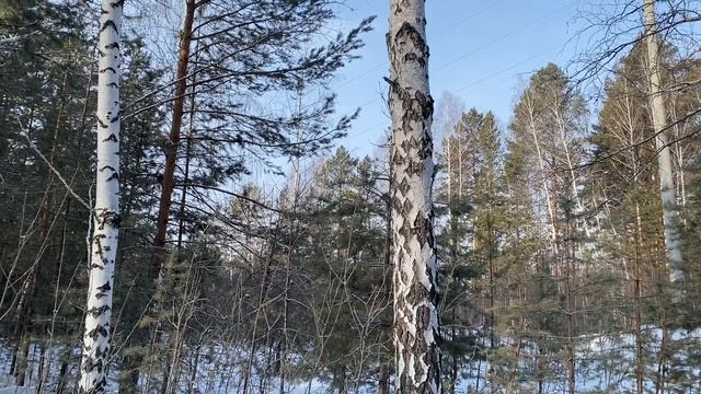 Relax. Леса Южного Урала