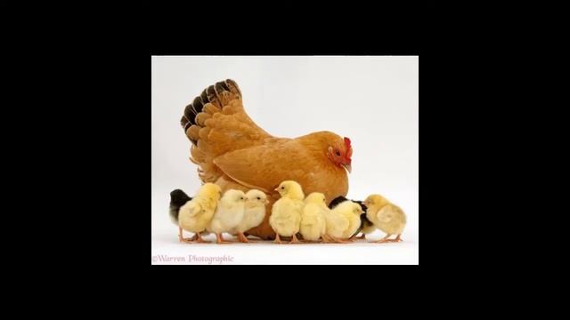 Вокал для малышей! Занятие 5.2