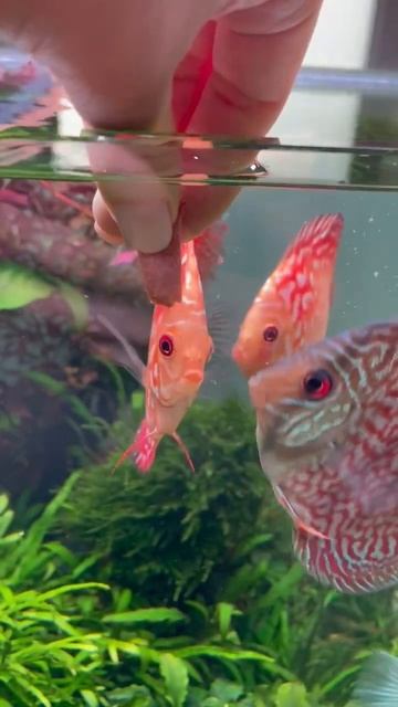 Здоровье рыб и длина их жизни зависит от качества корма❓ #aquarium #mashabloom #машаблюм #aqua