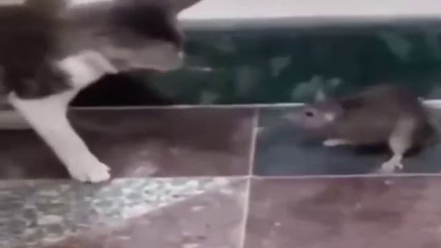 Кот бьет крысу