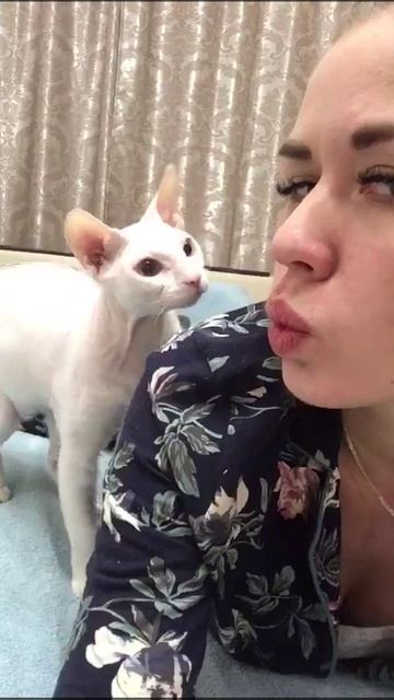 Кот дает по губам