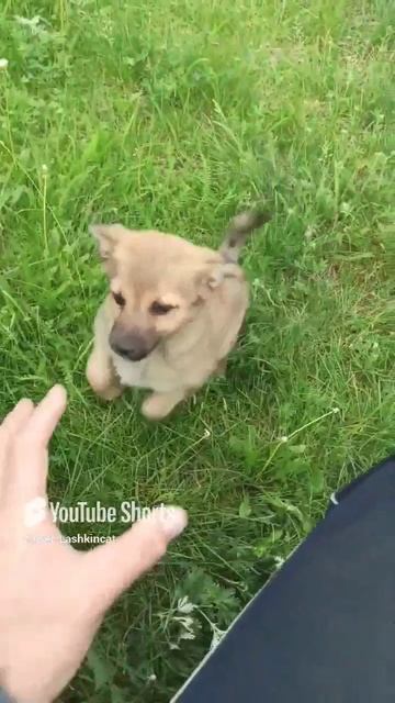 Волкодав нападает..mp4