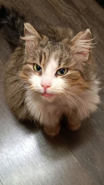 🥺Глашенька, кошечка из разрушенного сарая