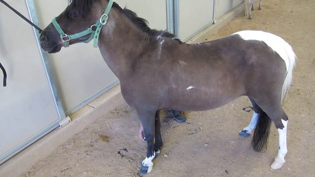 Mini horse getting its hooves painted