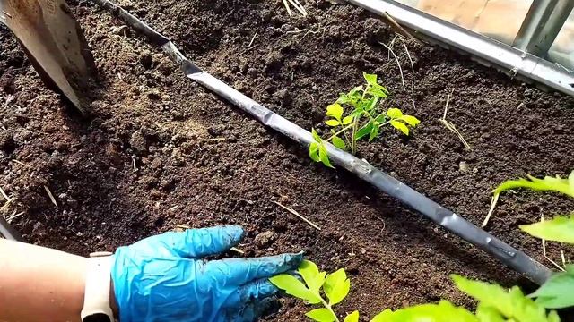 Ремонт капельної стрічки. Помідорне царство🍅💪🌱